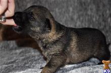 german shepherd puppy posted by Yosemite _Shepherds